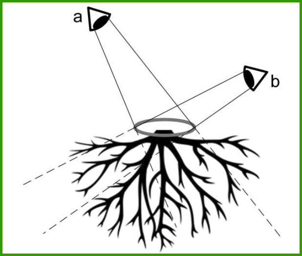Look at roots through virtual hole